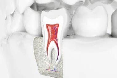 Here’re factors that play a crucial role in the tooth structure